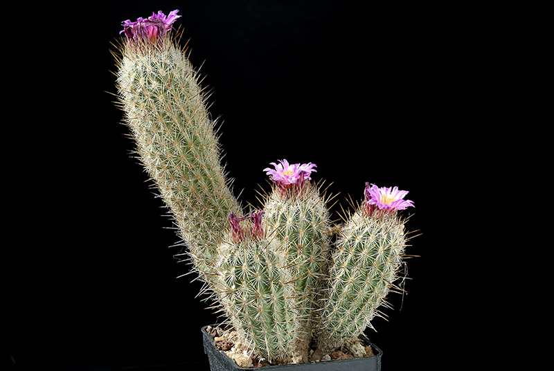 Thelocactus hastifer D. 16 H.20 € 12.00.jpg